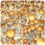 Псилоцибиновые (галлюциногенные)  грибы Psilocybin "Golden Teacher" в Коврове
