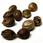 Семена марихуаны АК-47  (Seeds AK-47) в Коврове